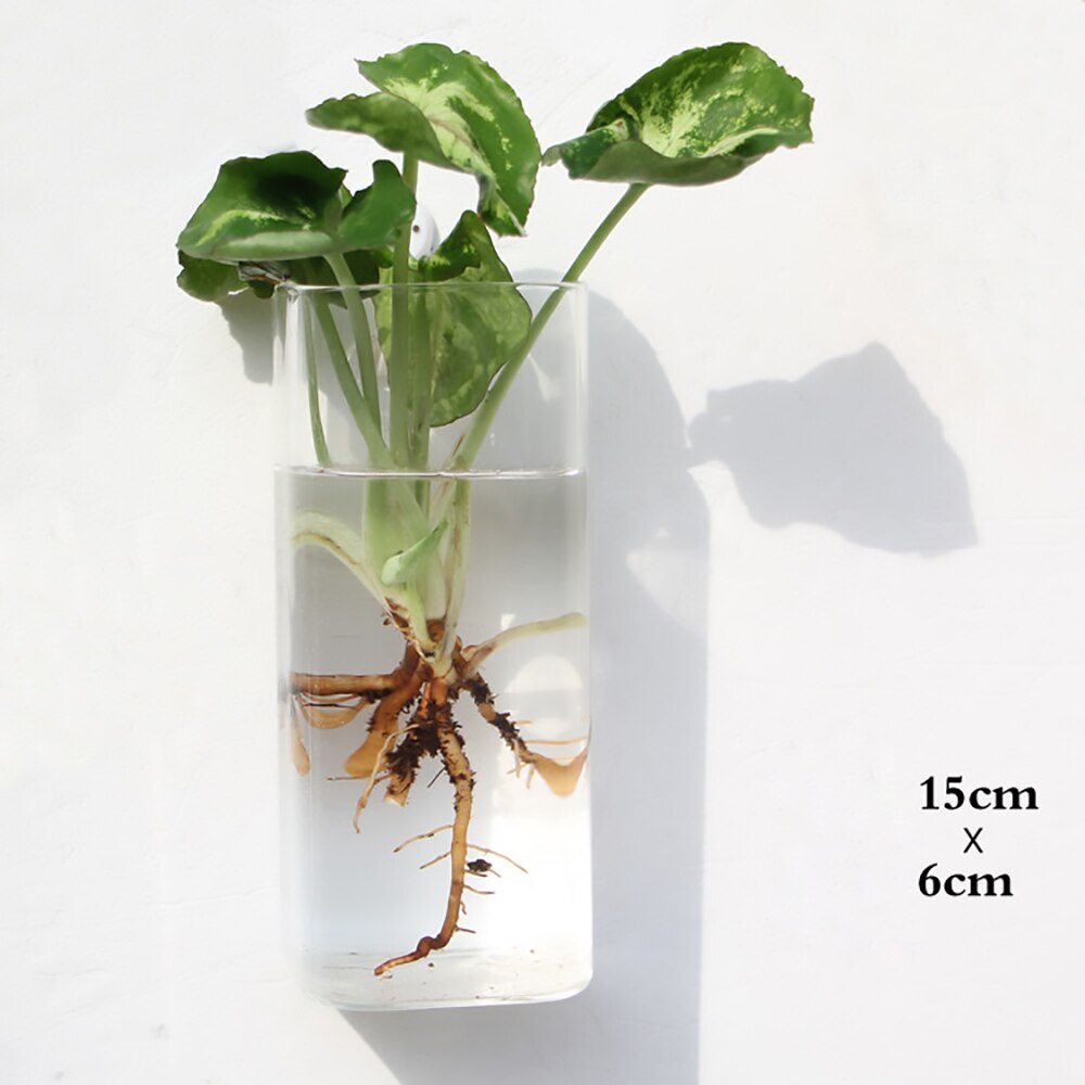 Glass Water Plant Wall Vases