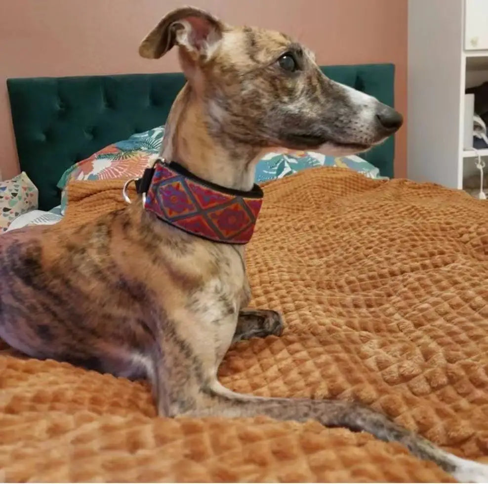 Italian Ribbon Soft Comfortable Extra Wide Collars for Dogs Pet Accessories