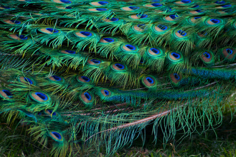 Feathery Fun | All things feathered - Woodland Gatherer