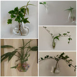 Glass Water Plant Wall Vases