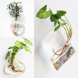 Glass Water Plant Wall Vases