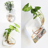Glass Water Plant Wall Vases
