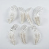 10Pcs Natural Silver Pheasant Tail Feathers for Crafts and Decorations 10-30CM 4-12 Inch