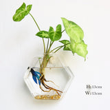 Glass Water Plant Wall Vases