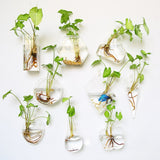 Glass Water Plant Wall Vases