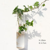 Glass Water Plant Wall Vases