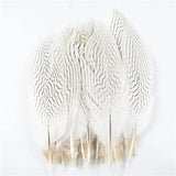 10Pcs Natural Silver Pheasant Tail Feathers for Crafts and Decorations 10-30CM 4-12 Inch