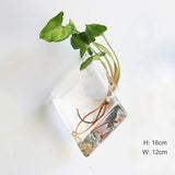Glass Water Plant Wall Vases