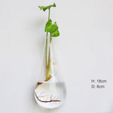 Glass Water Plant Wall Vases