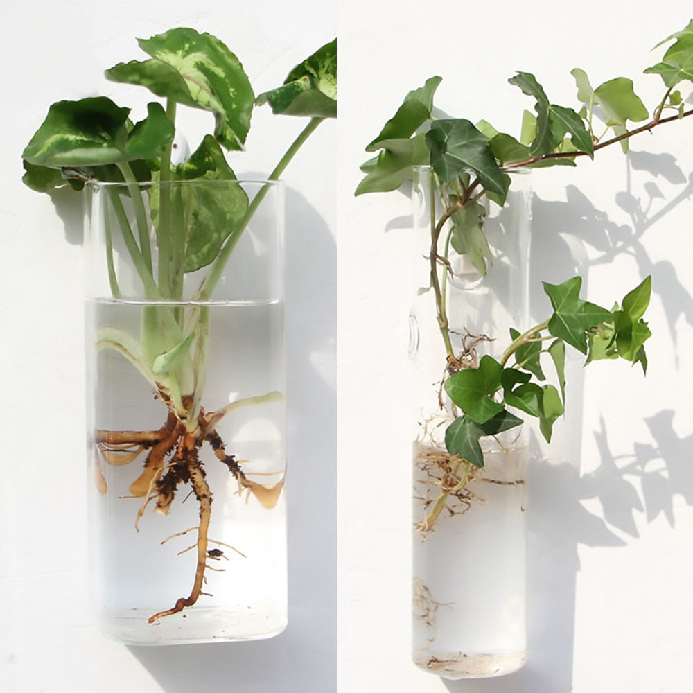 Glass Water Plant Wall Vases