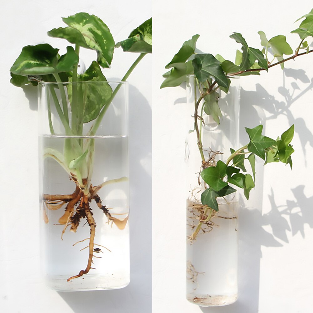 Glass Water Plant Wall Vases