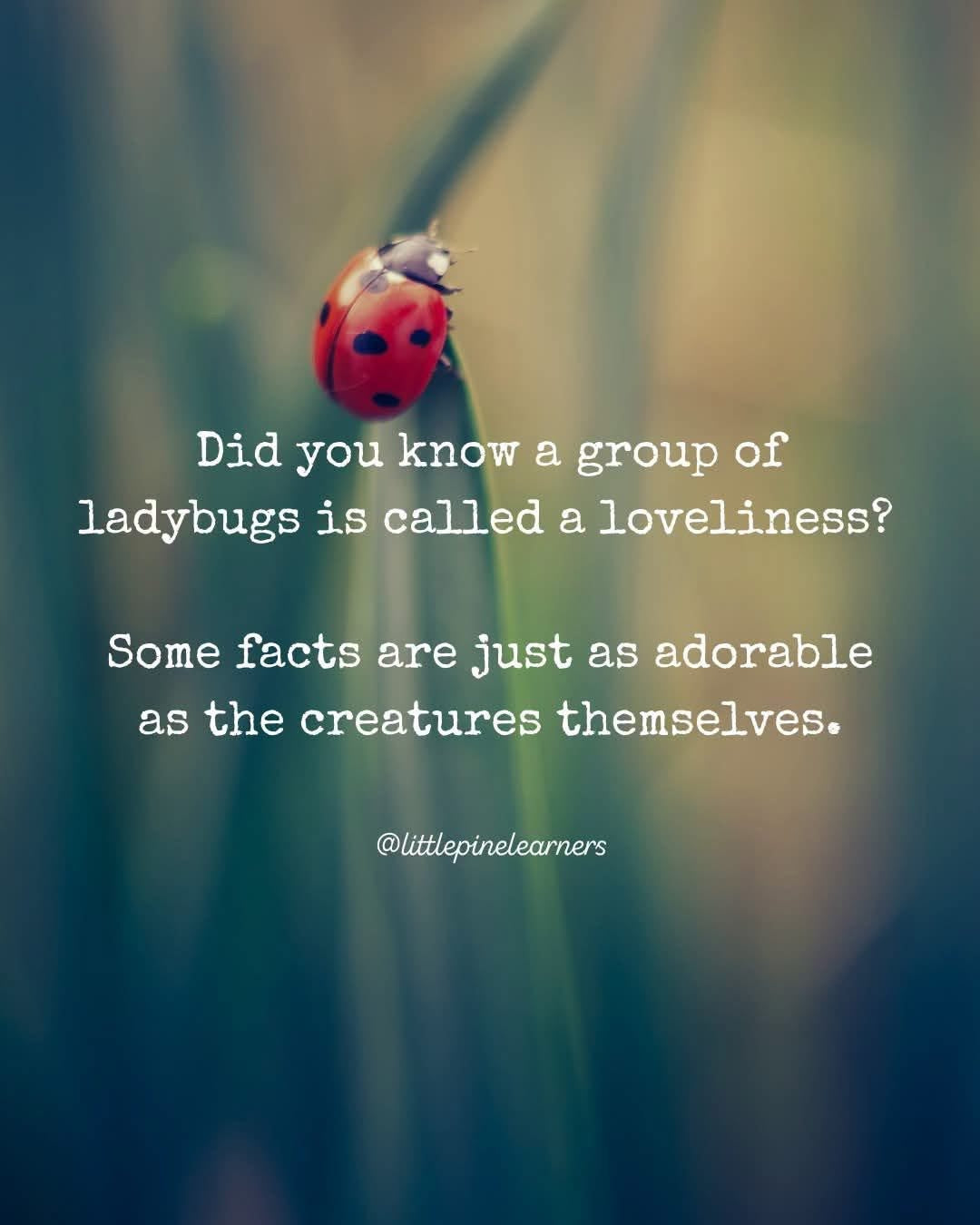 A Loveliness of Ladybug Miniature Wooden Stickers