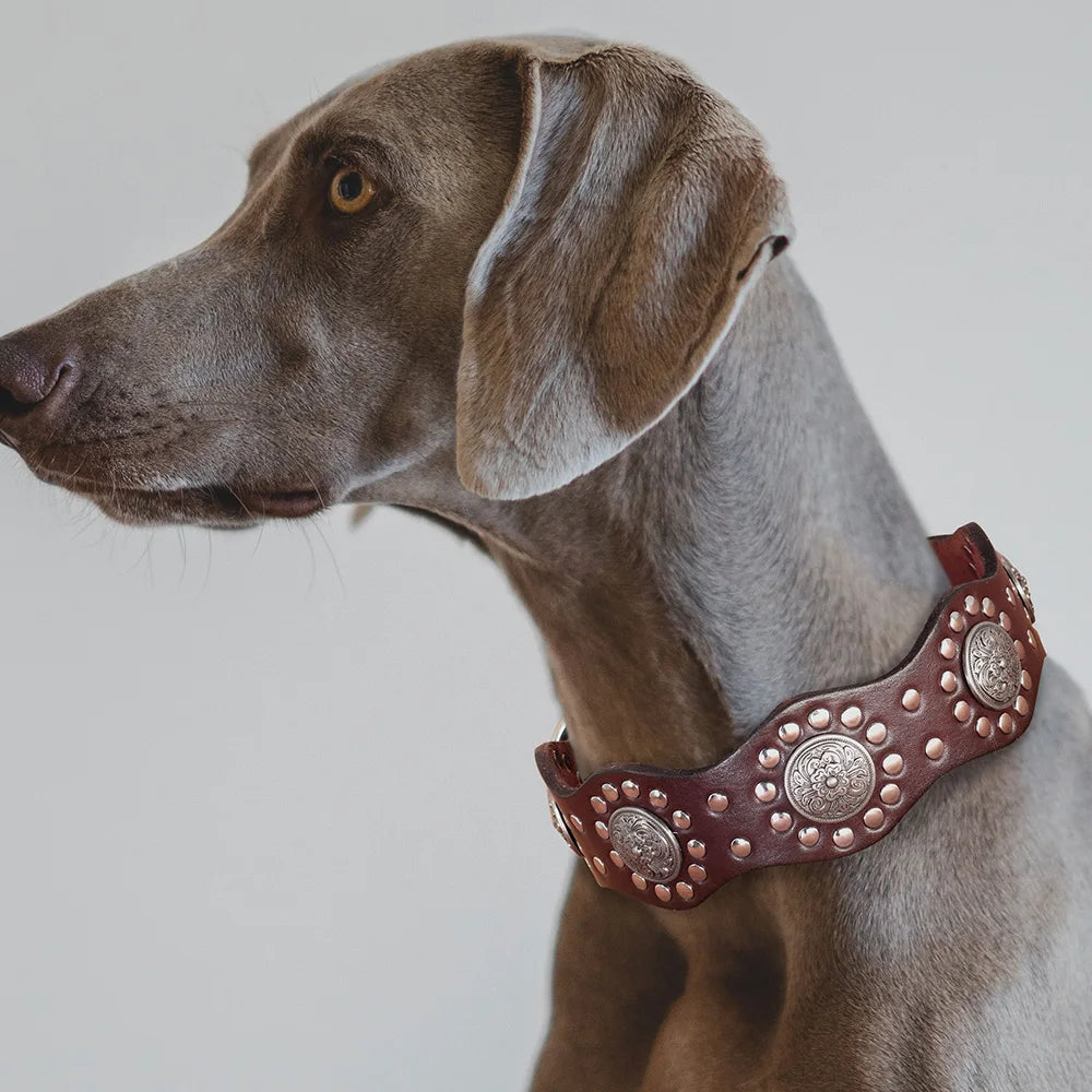 Genuine Leather Dog Collar 2inch Wide Rivets and Spikes Medieval Cosplay