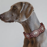 Genuine Leather Dog Collar 2inch Wide Rivets and Spikes Medieval Cosplay