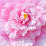 Peony Umbrellas Stage Performance Props