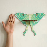 Luna Moth Necklace Display Wooden Floating Shelves Boho Home Decoration