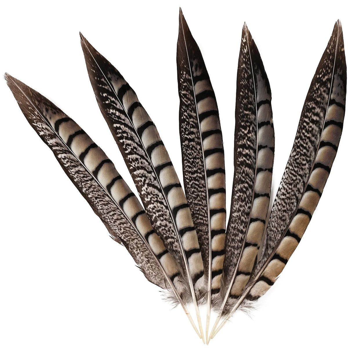 Natural Ringneck Pheasant Tail Feathers 6-18 Inches DIY Handmade Crafts