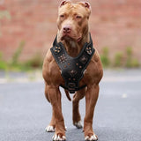 Genuine Leather Dog Harness Durable Large Dogs Riveted Pet Vest With Metal Accessories Medieval Cosplay