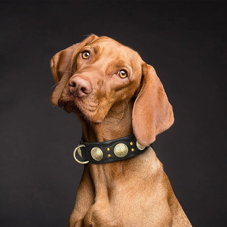 Roman's Genuine Leather Dog Collar Medieval Cosplay Pet Accessories