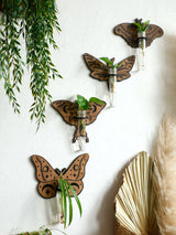 Butterfly Wall-Mounted Propagation Station Wooden Hanging Plant Holder with Plastic Tubes for Indoor Plants