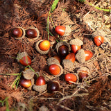 20/50pcs Acorns Mini Artificial Artificial Christmas Decor