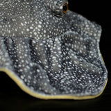 Stingray Plushie Toy