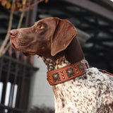 Genuine Leather Dog Collar 2inch Wide Rivet Spikes Collars for Medium Large Dogs Medieval Cosplay