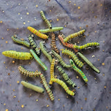 Spooky 6pcs Caterpillar Hair Clips Durable Plastic Halloween Costumes