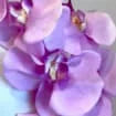 Handcrafted Large Realistic Orchid Statement Headpiece Floral Headband for Weddings Races Photoshoots