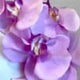 Handcrafted Large Realistic Orchid Statement Headpiece Floral Headband for Weddings Races Photoshoots