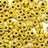 49063155827003|49063155859771
