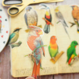 28pcs Tropical Jungle Parrots &  Birds PVC Stickers Scrapbooking Craft