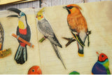 28pcs Tropical Jungle Parrots &  Birds PVC Stickers Scrapbooking Craft
