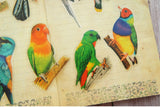 28pcs Tropical Jungle Parrots &  Birds PVC Stickers Scrapbooking Craft