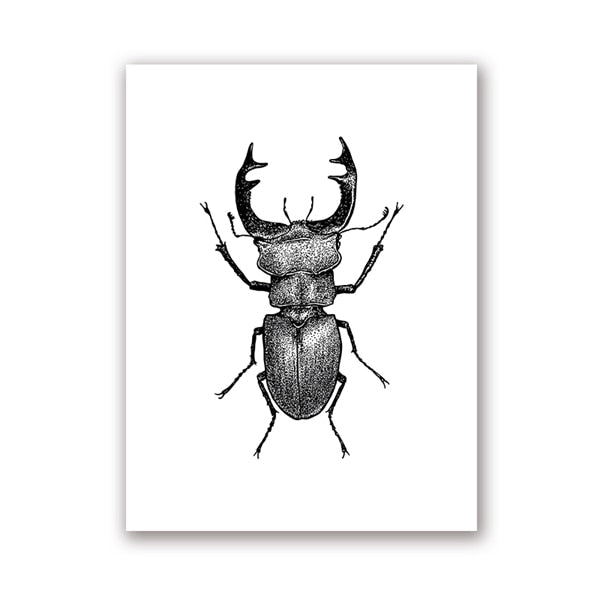 Insect Illustrations | Black And White Wall Art Canvas | Home Decor