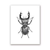 Insect Illustrations | Black And White Wall Art Canvas | Home Decor