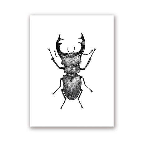 Insect Illustrations | Black And White Wall Art Canvas | Home Decor