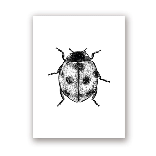 Insect Illustrations | Black And White Wall Art Canvas | Home Decor