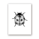 Insect Illustrations | Black And White Wall Art Canvas | Home Decor
