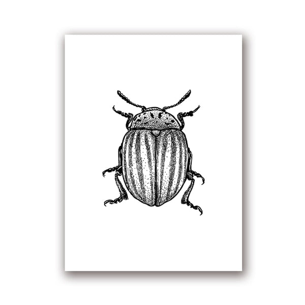 Insect Illustrations | Black And White Wall Art Canvas | Home Decor