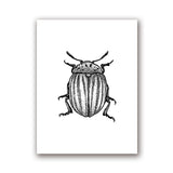 Insect Illustrations | Black And White Wall Art Canvas | Home Decor