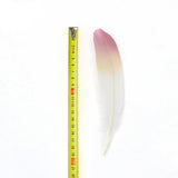Ten Rose Gradient Goose Feathers 15-20cm