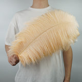Ten Coloured Ostrich Feathers