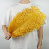 Ten Coloured Ostrich Feathers