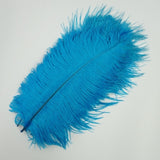 Ten Coloured Ostrich Feathers