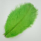 Ten Coloured Ostrich Feathers