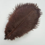 Ten Coloured Ostrich Feathers
