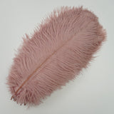 Ten Coloured Ostrich Feathers