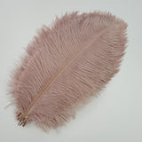 Ten Coloured Ostrich Feathers