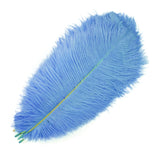 Ten Coloured Ostrich Feathers